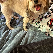 Honey joined the competition — help win amazing prizes! dog, small_dog, bow, bed, blanket, happy, pet, fur, cute, indoor, animal, canine, smiling, looking_up, fluffy, domestic_animal, playful, companion, bedroom, cozy