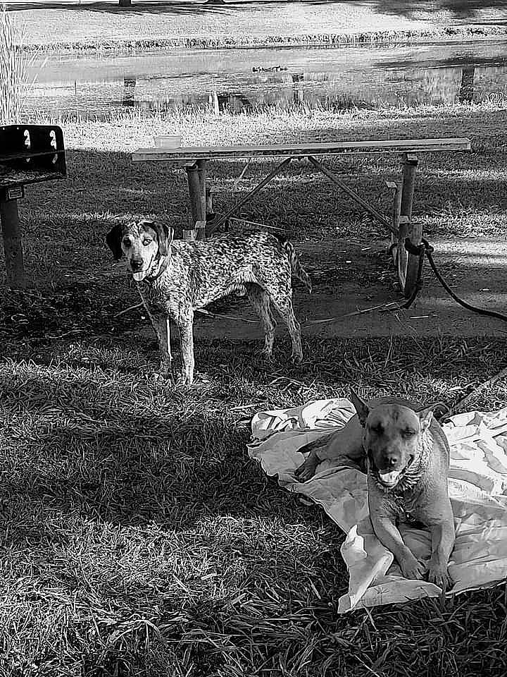 Durta Dur joined the competition — help win amazing prizes! art, black_and_white, canidae, carnivore, dog, dog_breed, field, grass, grassland, landscape, monochrome, monochrome_photography, painting, pasture, sporting_group, stock_photography, style, terrestrial_animal, tints_and_shades, working_animal