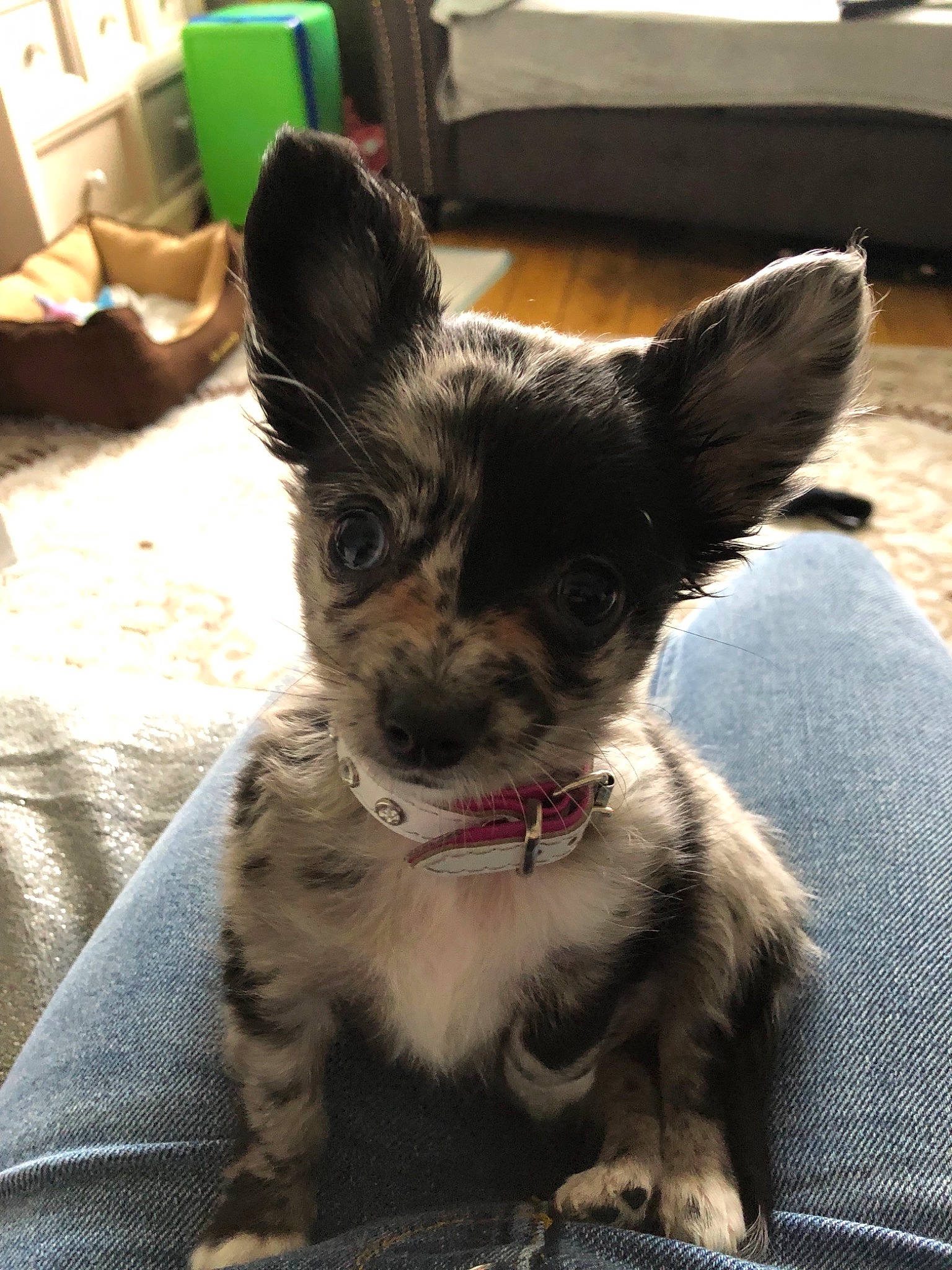 Gypsie is registered to the contest to win money with this photo: canidae, carnivore, chihuahua, companion_dog, dog, dog_breed, ear, fawn, mammal, puppy, snout, sporting_group, texas_heeler, vertebrate, whiskers