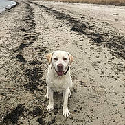 May joined the competition — help win amazing prizes! dog, beach, sand, seaweed, animal, pet, outdoor, nature, water, cloudy_sky, shore, coast, happy, mammal, canine, sitting, collar, landscape, daytime, scenery