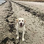 dog, beach, sand, seaweed, animal, pet, outdoor, nature, water, cloudy_sky, shore, coast, happy, mammal, canine, sitting, collar, landscape, daytime, scenery