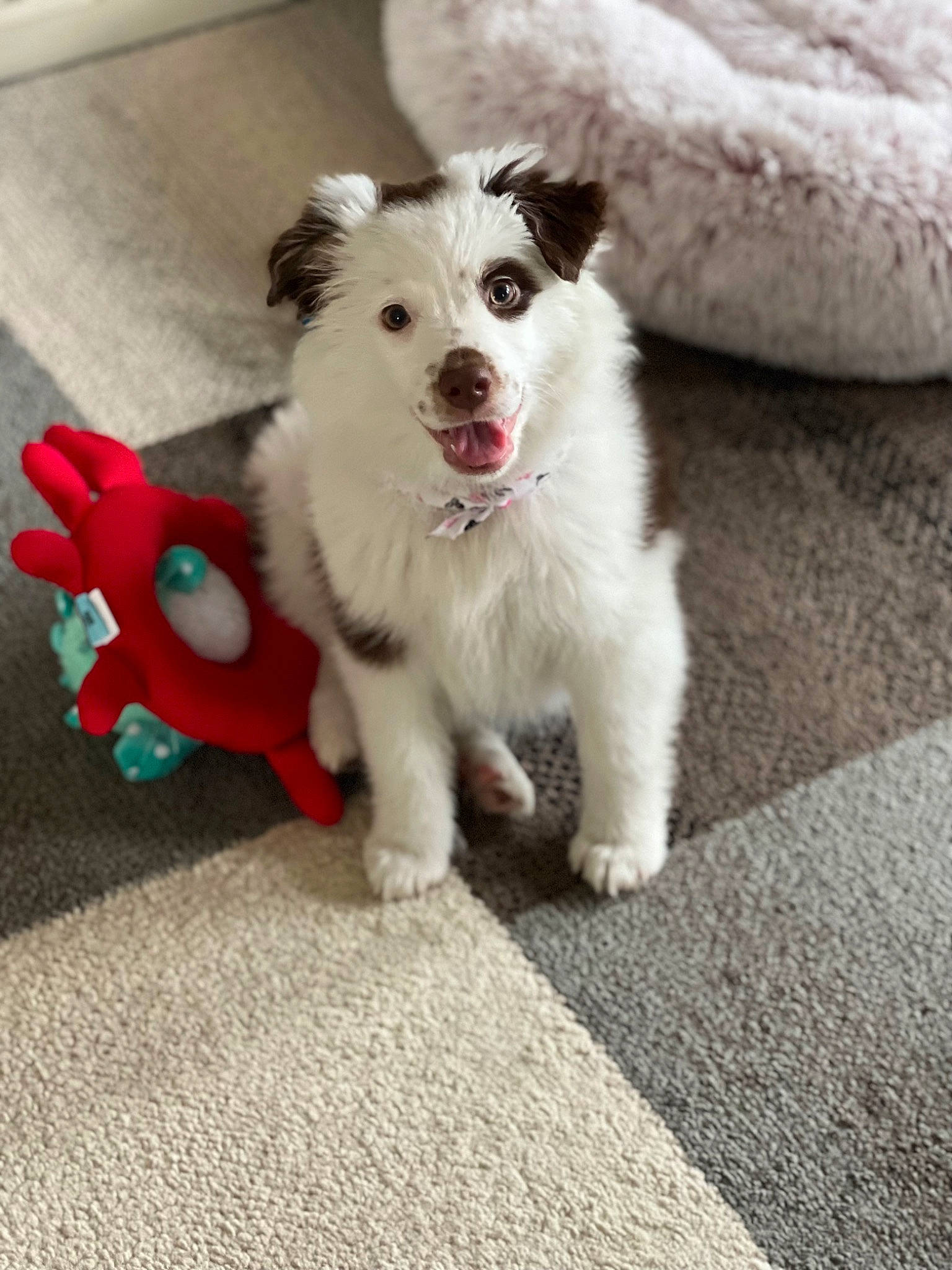 Talulah is registered to the contest to win money with this photo: american_eskimo_dog, canidae, carnivore, companion_dog, dog, dog_breed, dog_supply, flooring, fur, german_spitz, indian_spitz, japanese_spitz, paw, spitz, tail, toy_dog, volpino_italiano, whiskers, working_animal, working_dog