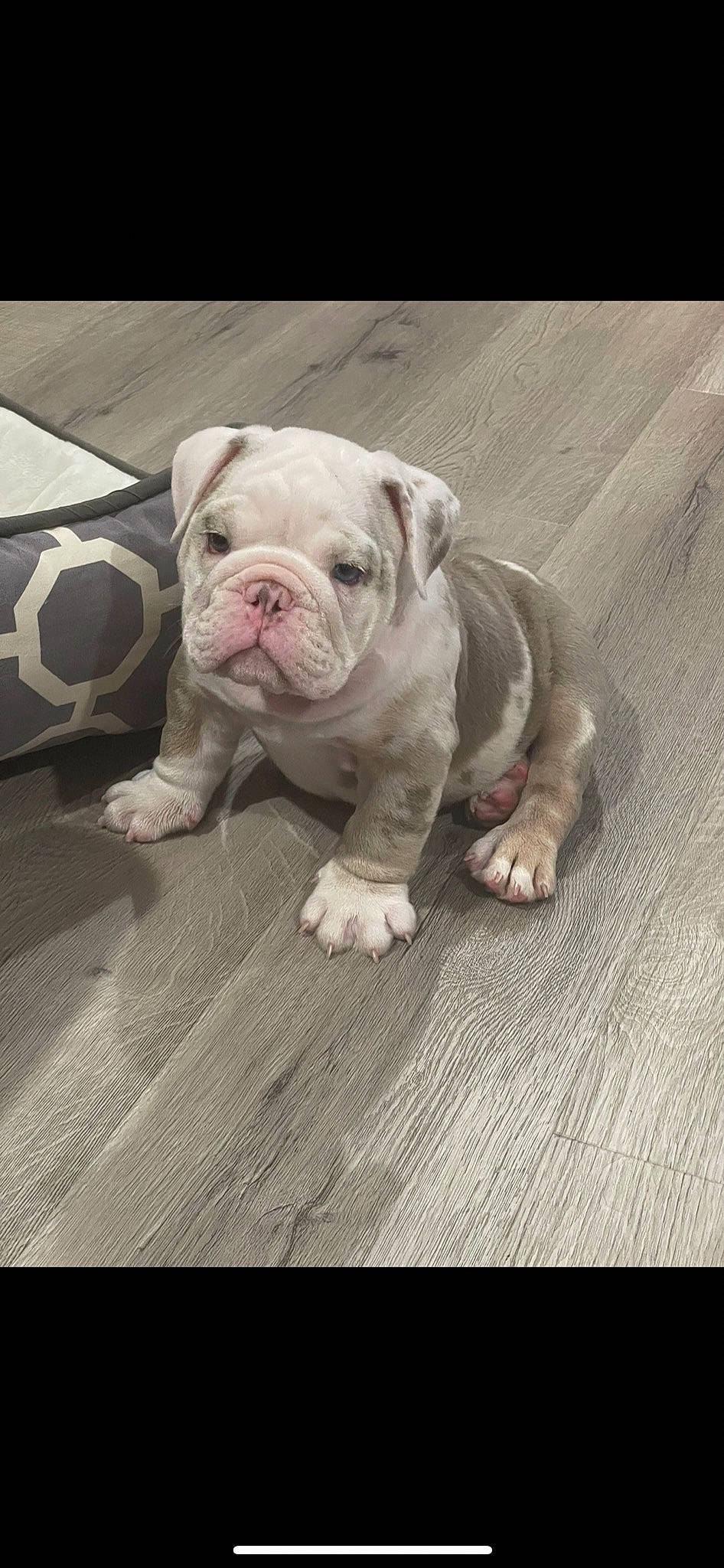 Ghost is registered to the contest to win money with this photo: bulldog, canidae, carnivore, comfort, companion_dog, dog, dog_breed, fawn, floor, flooring, grass, hardwood, non_sporting_group, snout, sporting_group, toy_dog, white_english_bulldog, wood, working_animal, wrinkle