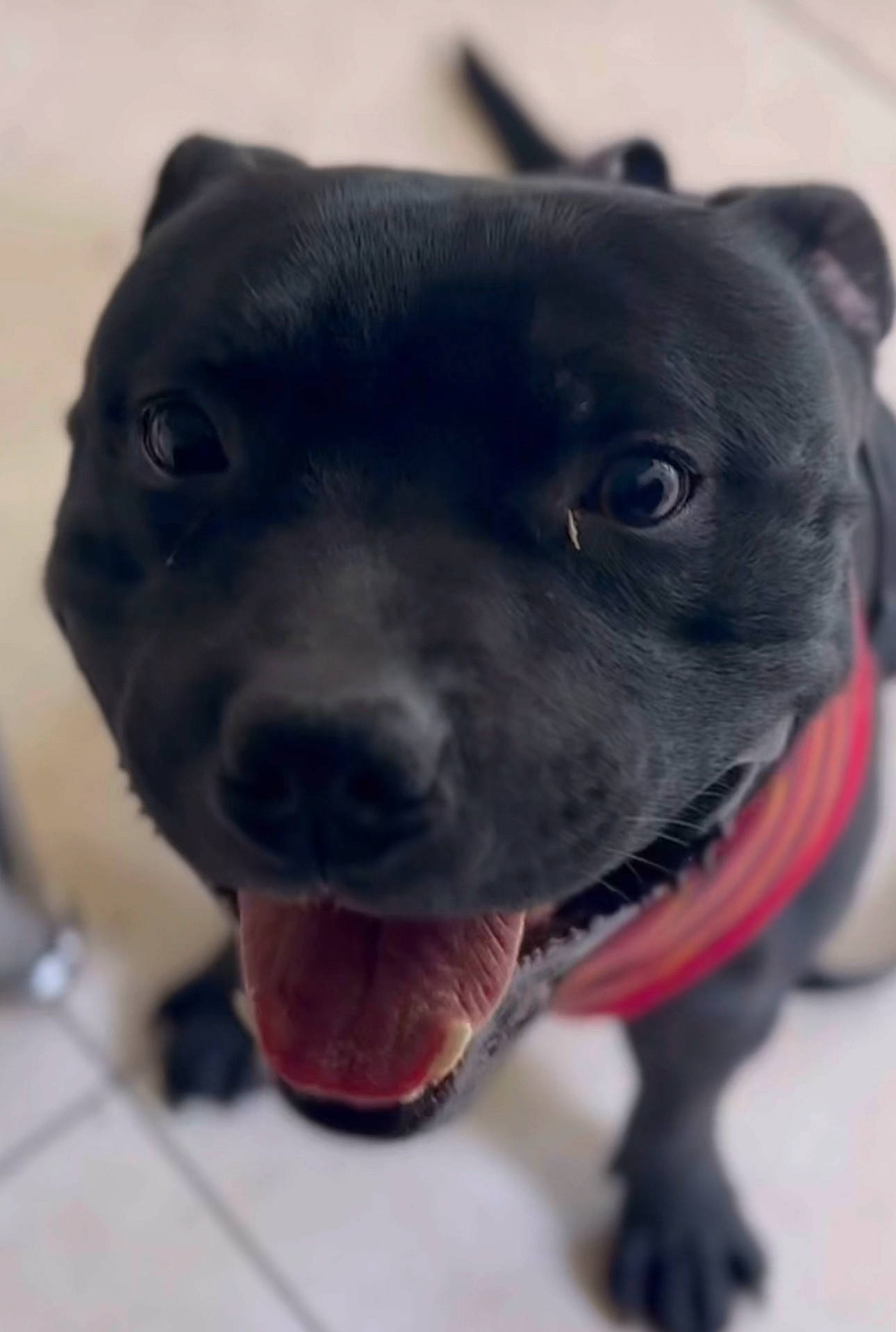 Lucky is registered to the contest to win money with this photo: borador, canidae, carnivore, collar, companion_dog, dog, dog_breed, dog_collar, dog_supply, electric_blue, fawn, fur, guard_dog, leash, pet_supply, retriever, snout, sporting_group, whiskers, working_animal