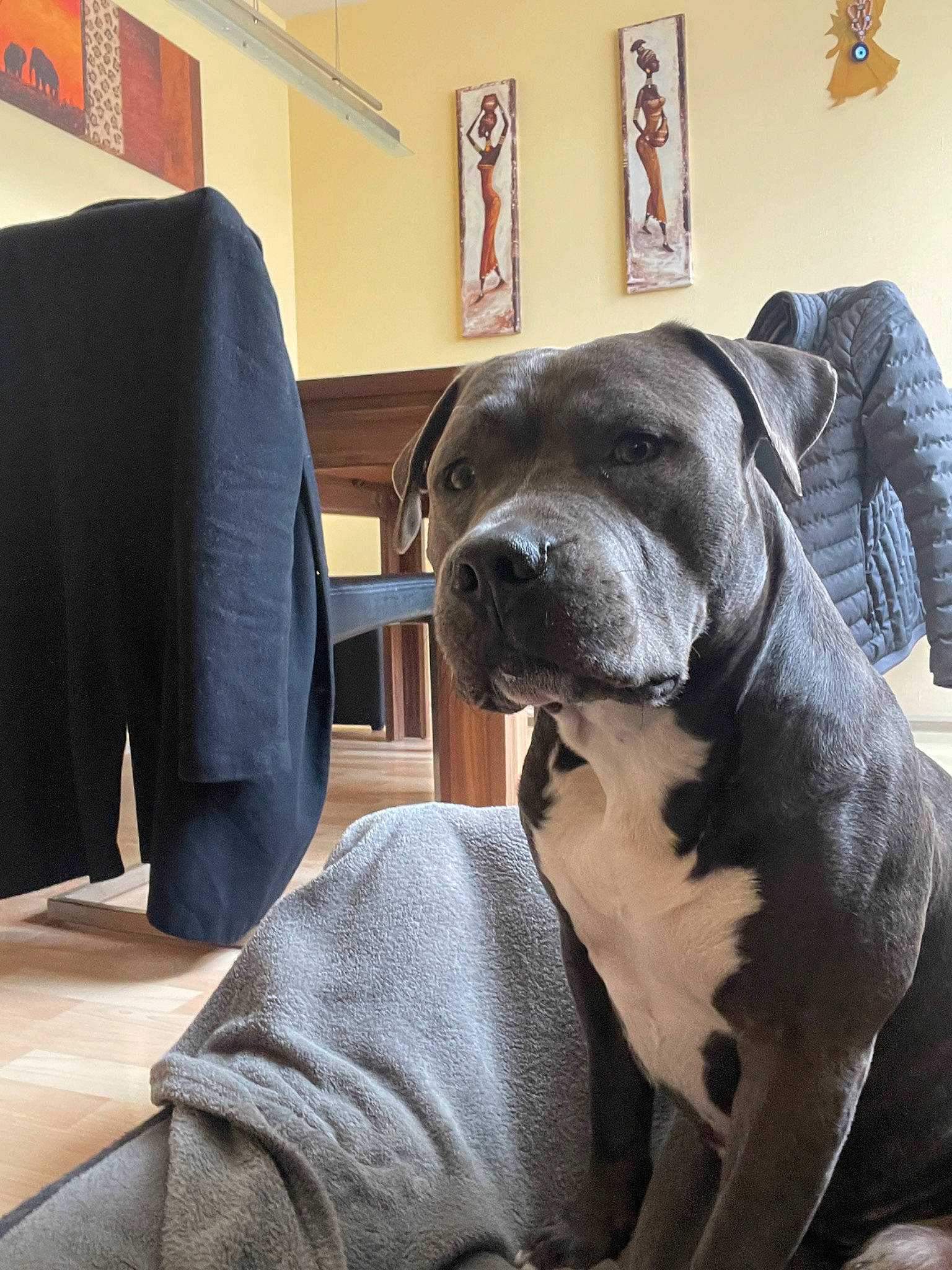 Cano joined the competition — help win amazing prizes! ancient_dog_breeds, armrest, bulldog, canidae, carnivore, chair, collar, comfort, companion_dog, dog, dog_breed, dog_collar, fawn, guard_dog, molosser, picture_frame, whiskers, working_animal, working_dog, wrinkle