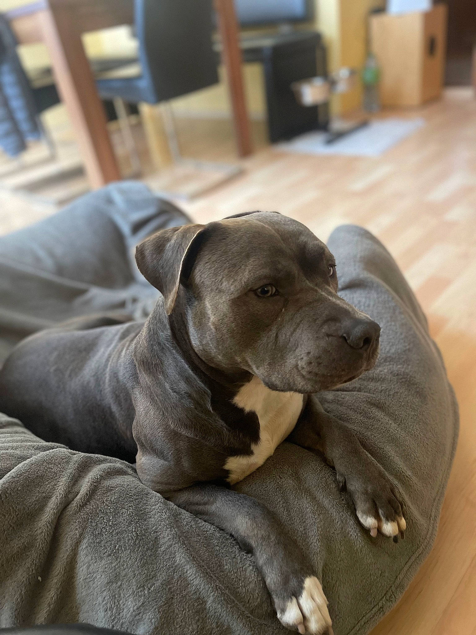 Cano is registered to the contest to win money with this photo: borador, canidae, carnivore, comfort, companion_dog, dog, dog_breed, fawn, flooring, grey, gun_dog, hardwood, liver, pet_supply, snout, sporting_group, terrestrial_animal, whiskers, wood, working_animal