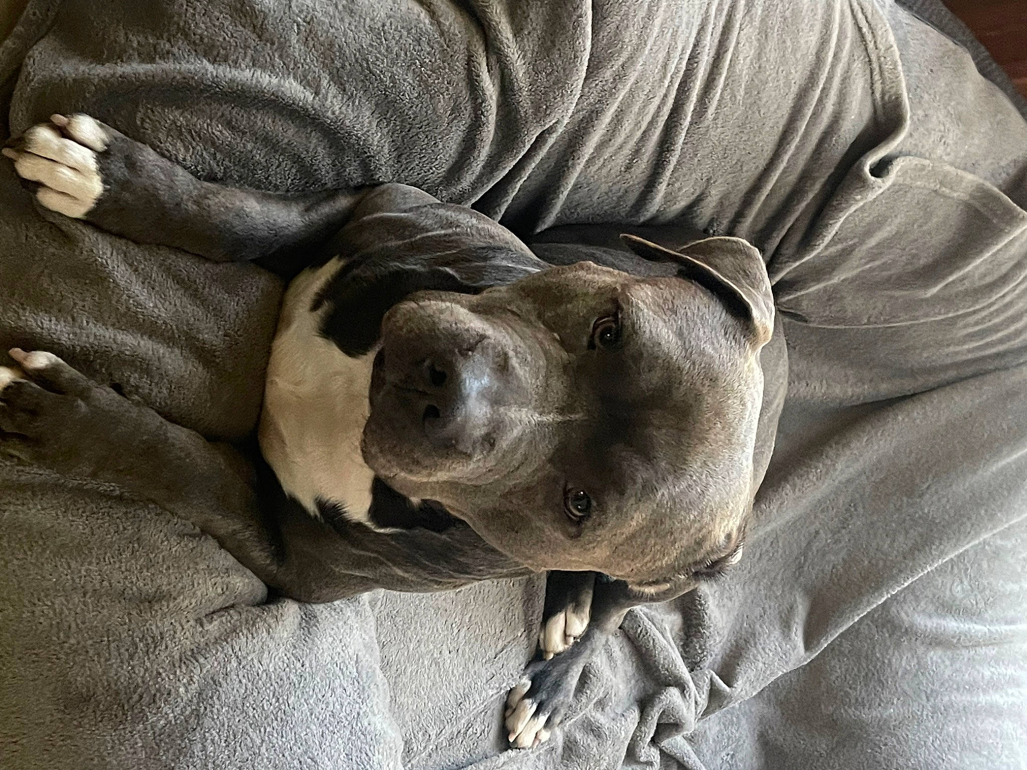 Cano is registered to the contest to win money with this photo: ball, canidae, carnivore, comfort, companion_dog, dog, dog_breed, fawn, fur, grey, linens, nap, sleep, snout, sporting_group, terrestrial_animal, toy_dog, whiskers, working_animal, wrinkle