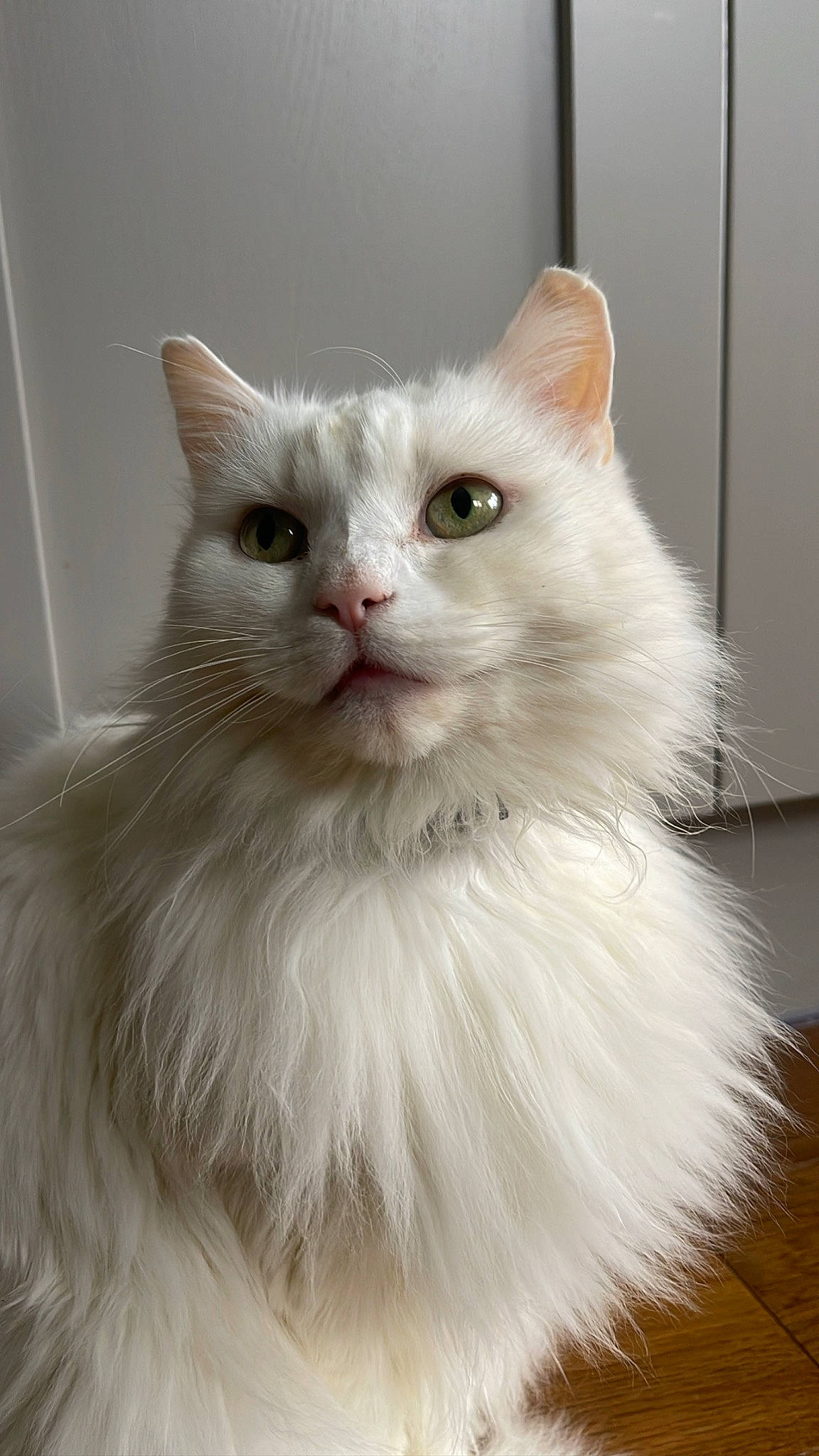 Luna is registered to the contest to win money with this photo: british_longhair, carnivore, cat, felidae, fur, iris, small_to_medium_sized_cats, snout, terrestrial_animal, whiskers