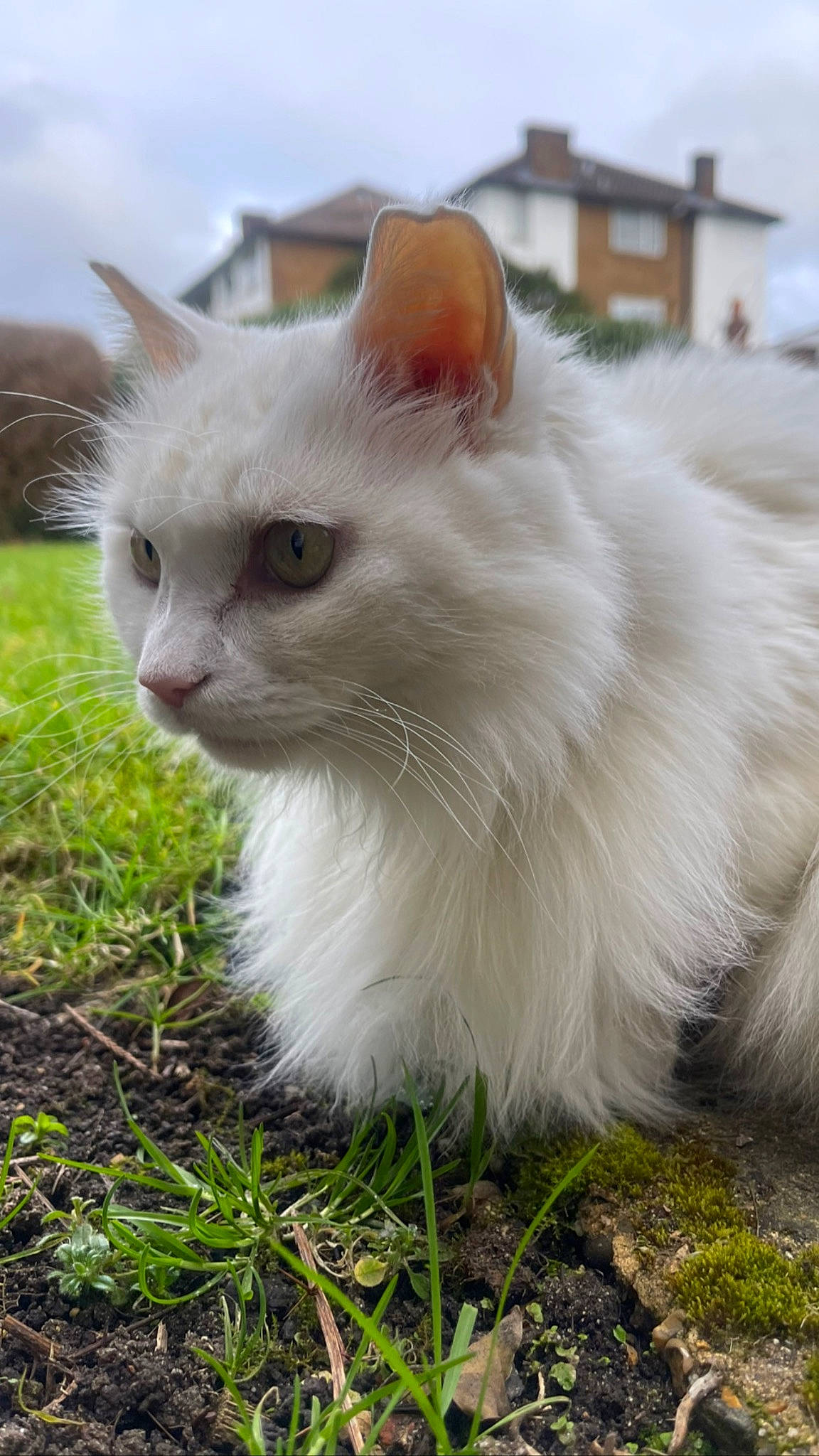 Luna joined the competition — help win amazing prizes! british_longhair, carnivore, cat, felidae, flowering_plant, fur, grass, plant, sky, small_to_medium_sized_cats, snout, terrestrial_animal, whiskers, window