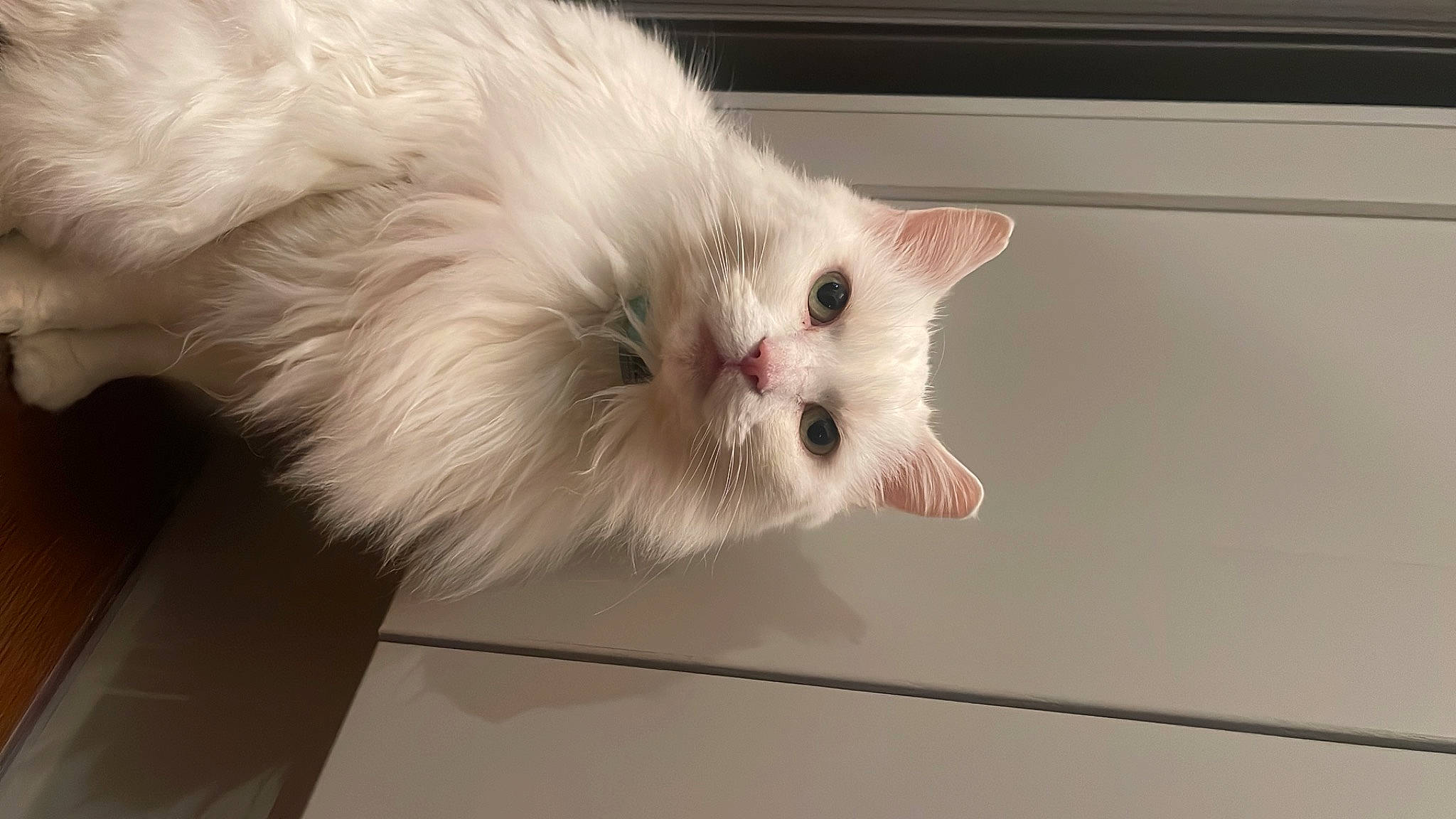 Luna is registered to the contest to win money with this photo: british_longhair, carnivore, cat, claw, domestic_short_haired_cat, eye, fawn, felidae, fur, paw, plant, small_to_medium_sized_cats, snout, tail, whiskers