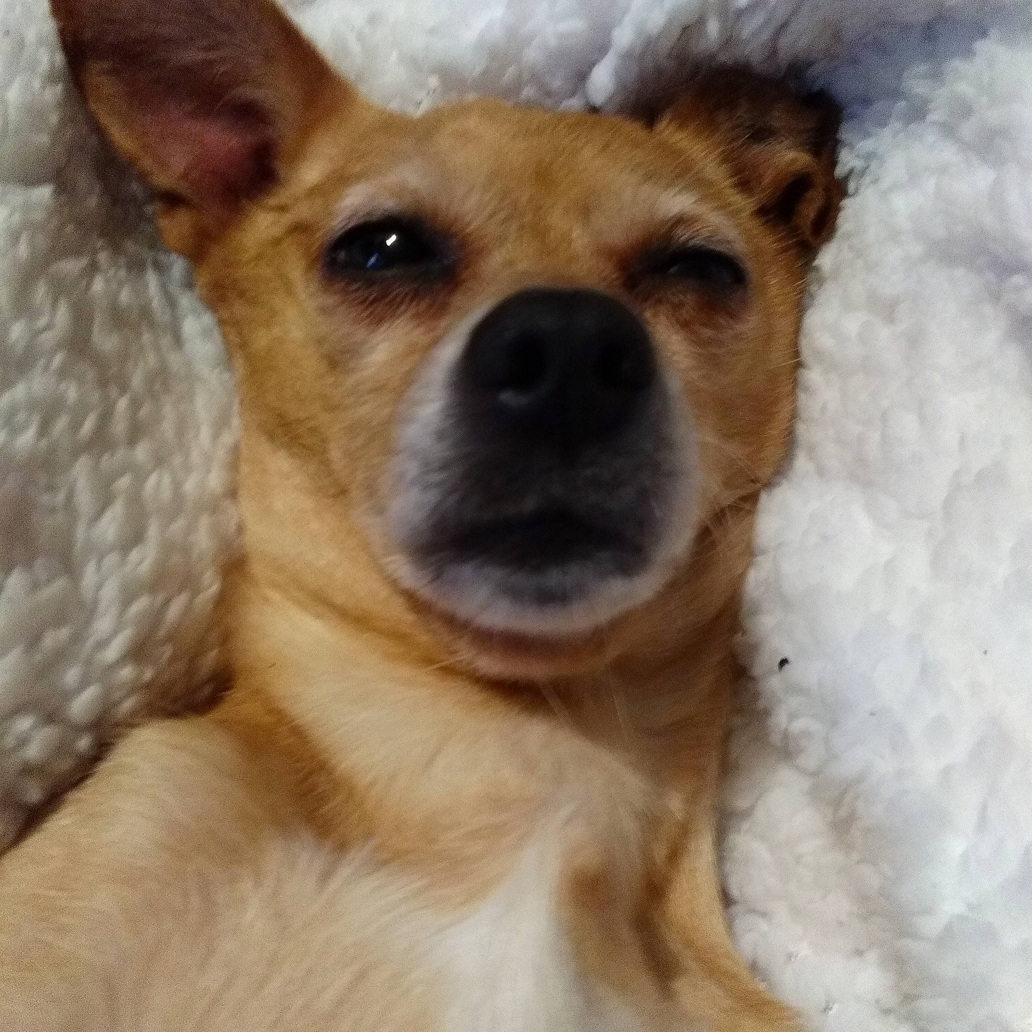 Chipette a rejoint le concours — aidez-le/la à gagner de superbes lots ! ancient_dog_breeds, canidae, carnivore, companion_dog, dog, dog_breed, ear, fawn, fur, head, nose, paw, puppy, smile, snout, sporting_group, terrestrial_animal, whiskers, wildlife