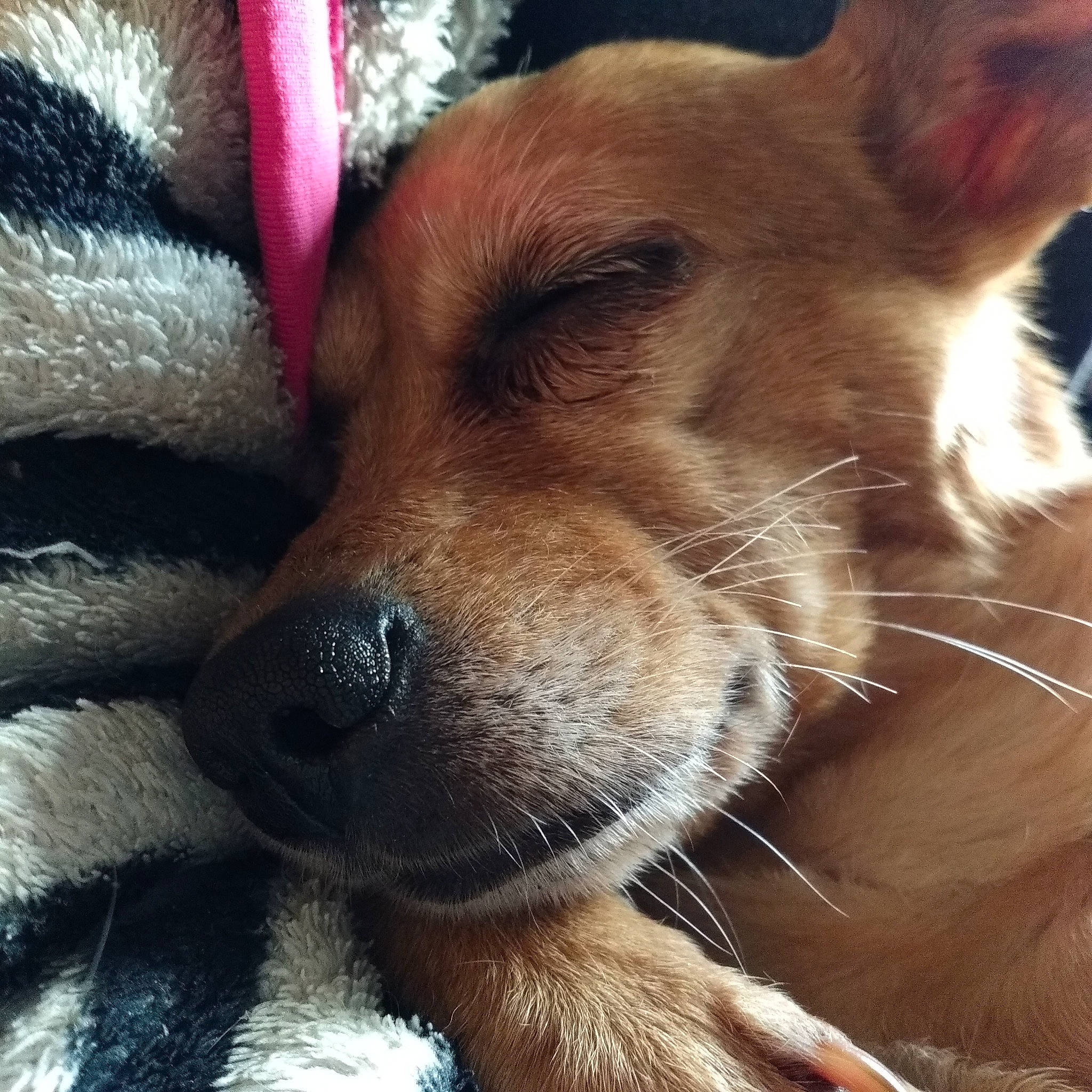 Chipette participe au concours pour gagner de l'argent avec cette photo : canidae, carnivore, close_up, collar, companion_dog, dog, dog_breed, dog_collar, ear, eye, fawn, fur, head, nose, selfie, snout, sporting_group, toy_dog, whiskers, working_animal