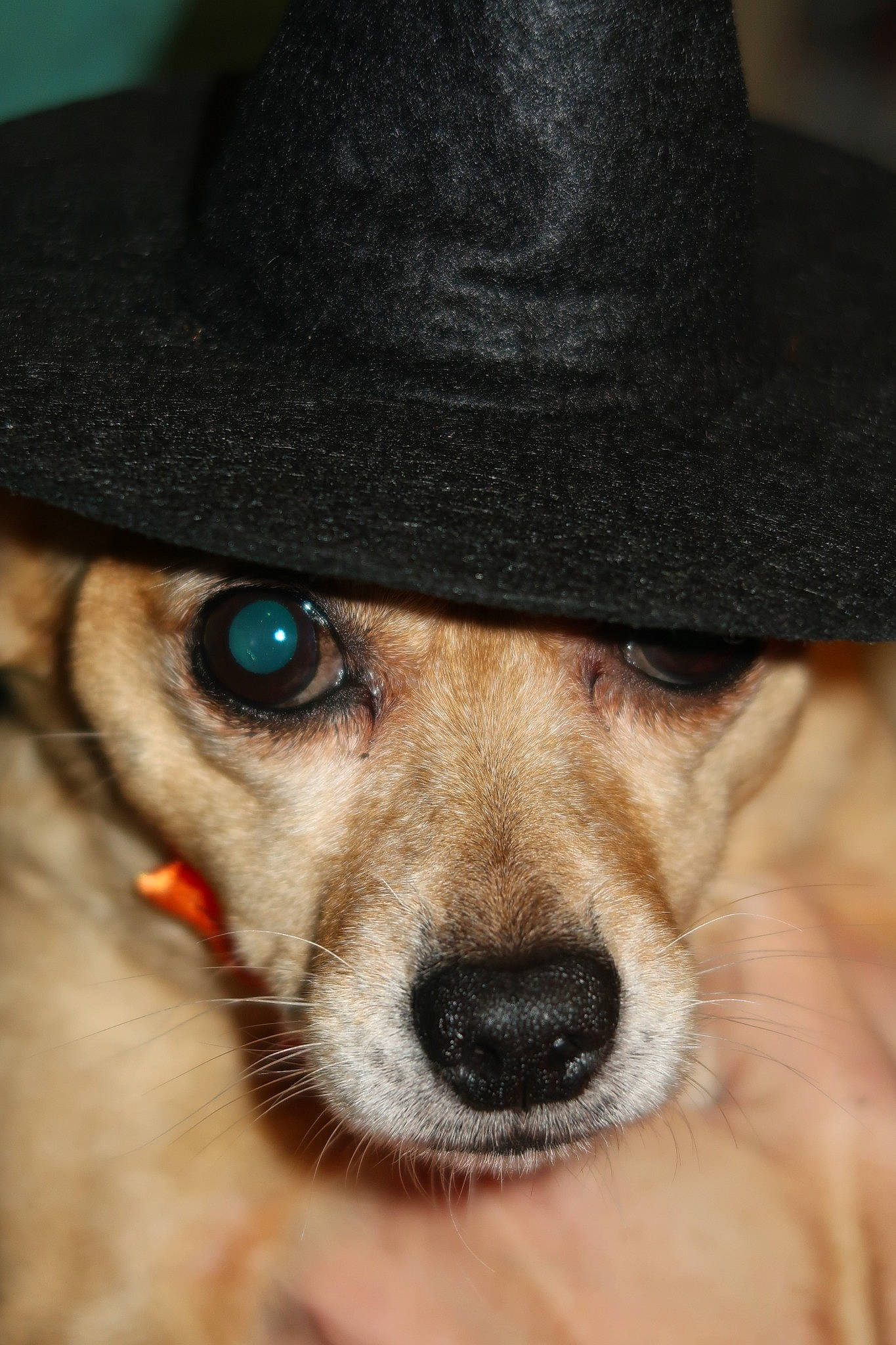 Chipette a rejoint le concours — aidez-le/la à gagner de superbes lots ! canidae, cap, carnivore, close_up, collar, companion_dog, costume_hat, dog, dog_breed, dog_collar, fawn, fedora, hat, leash, outerwear, snout, sporting_group, sun_hat, sunglasses, whiskers