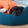puppy, dog, pet_bed, blanket, orange_blanket, blue_bed, wooden_floor, indoor, cute, young_dog, animal, cozy, resting, black_dog, tan_markings, fur, small_dog, sleepy, domestic_animal, companion