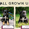 puppy, dog, black_dog, tan_markings, grass, chair, outdoor, greenery, cute, young_dog, collage, text_overlay, paw_print, nature, pet, animal, portrait, sitting, adorable, framed_photo