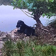 Kalie participe au concours pour gagner de l'argent avec cette photo : puppy, dog, rock, pond, water, tree, grass, nature, outdoor, greenery, calm, reflection, young_animal, animal, landscape, small, curious, relaxing, wildlife, scenery