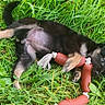 puppy, dog, grass, toy, playful, outdoor, greenery, chewing, animal, pet, lying_down, black_fur, tan_fur, cute, young, nature, summer, fun, grass_blades, relaxing