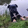 puppy, dog, grass, water, pond, outdoor, nature, animal, cute, young, black_coat, tan_coat, curious, sitting, reflection, greenery, small, fur, ears, eyes
