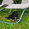 puppy, dog, grass, outdoor_chair, greenery, pet, cute, young_dog, nature, summer, relaxing, animal, black_dog, tan_markings, small_dog, playful, sitting, daylight, garden, adorable