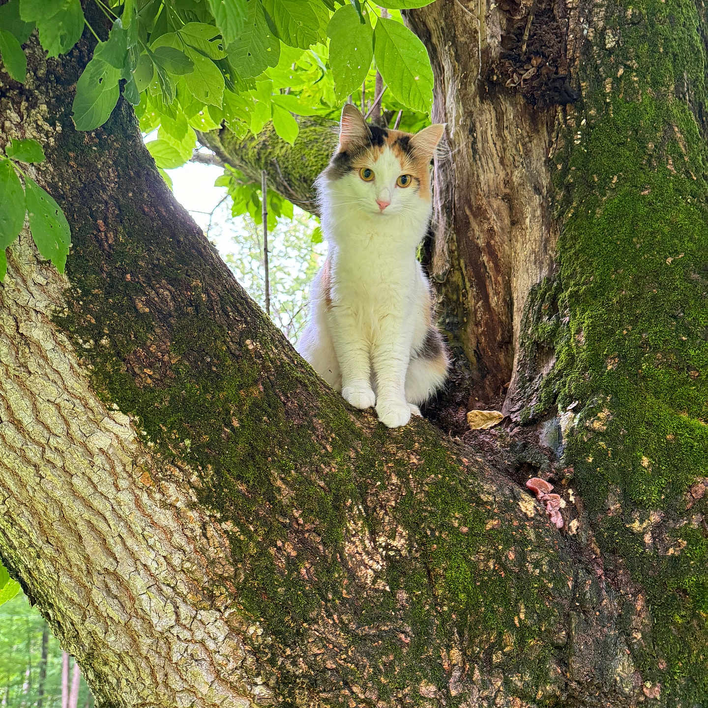 Sugar is registered to the contest to win money with this photo: animal, branch, calico, cat, curious, cute, daylight, feline, fur, green, leaves, moss, nature, outdoor, park, perched, road, tree, trunk, wildlife