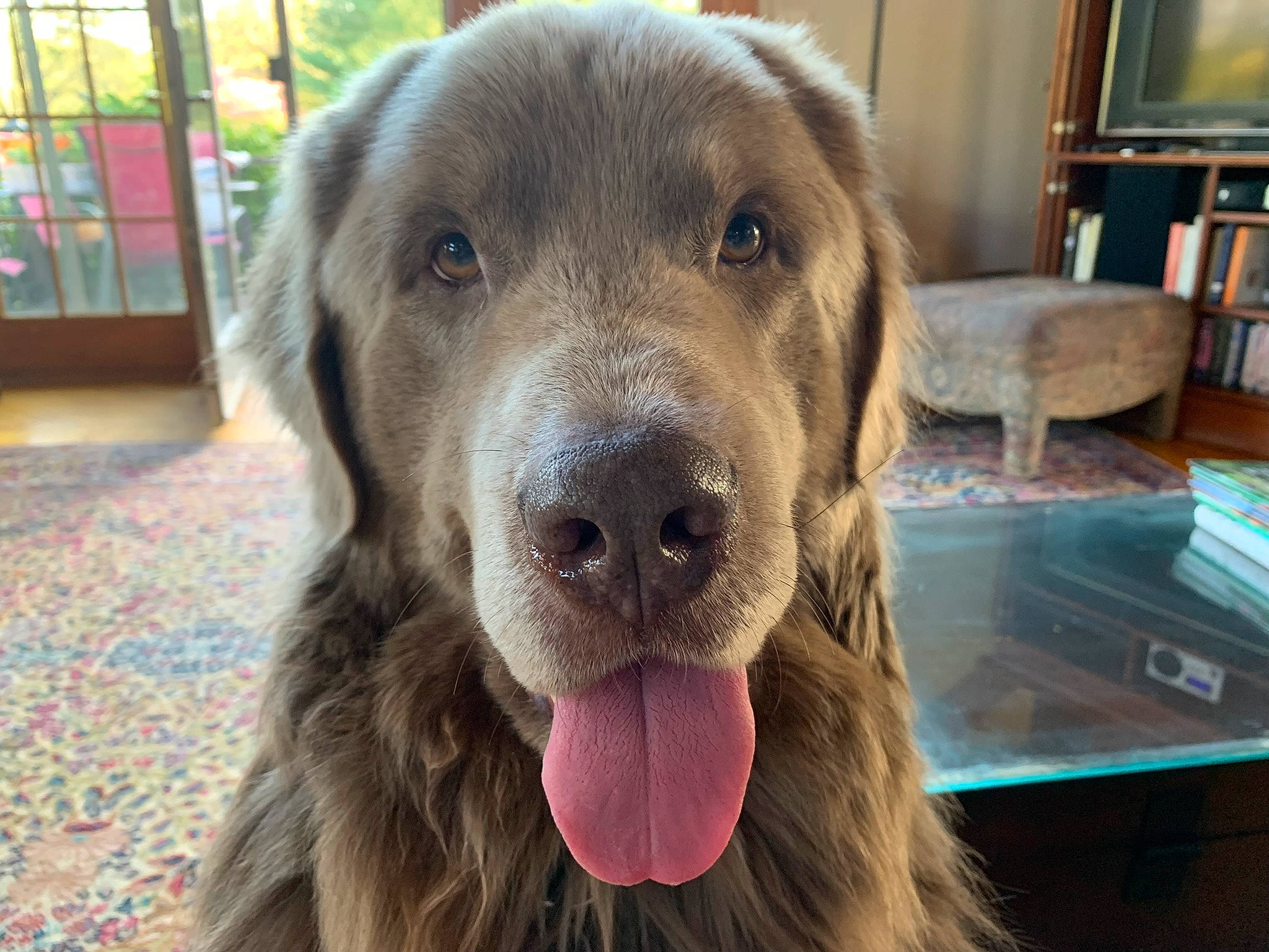 Nigel joined the competition — help win amazing prizes! canidae, carnivore, companion_dog, dog, dog_breed, fang, flooring, fur, gun_dog, liver, retriever, shelf, snout, sporting_group, terrestrial_animal, whiskers, working_animal, working_dog