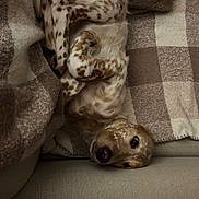Aïka a rejoint le concours — aidez-le/la à gagner de superbes lots ! dog, lying_down, upside_down, spotted, couch, blanket, pillow, cozy, indoor, pet, relaxed, curious, fur, brown, white, checkered, fabric, home, animal, resting