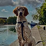 Aïka participe au concours pour gagner de l'argent avec cette photo : dog, outdoor, water, cloudy_sky, concrete_path, leash, greenery, calm, sitting, spotty_fur, nature, daylight, pet, canine, park, river, trees, sunlight, quiet, serene