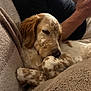 Aïka a rejoint le concours — aidez-le/la à gagner de superbes lots ! dog, spotted_dog, blanket, couch, person, black_shirt, indoor, relaxing, phone, fur, paw, resting, cozy, brown, white, closeup, side_view, seated, comfort, home