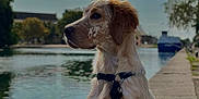 Aïka participe au concours pour gagner de l'argent avec cette photo : dog, canal, water, clouds, sky, sidewalk, harness, outdoor, nature, tree, reflection, daytime, pet, sitting, leash, calm, peaceful, spot, animal, landscape