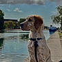 dog, canal, water, clouds, sky, sidewalk, harness, outdoor, nature, tree, reflection, daytime, pet, sitting, leash, calm, peaceful, spot, animal, landscape