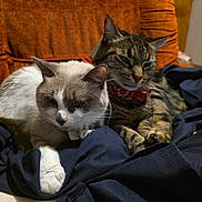 Gribouille Et Nuts a rejoint le concours — aidez-le/la à gagner de superbes lots ! cat, feline, pets, animal, cozy, indoor, resting, snuggling, fur, tabby, white_cat, collar, bandana, blanket, chair, closeup, cute, domestic, relaxed, companion