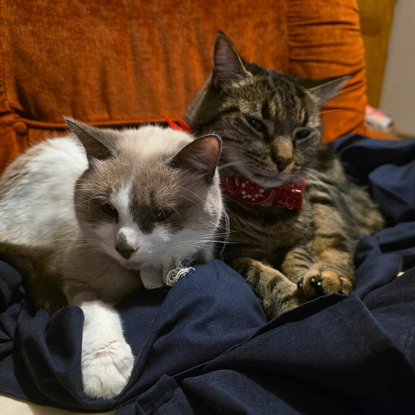 Gribouille Et Nuts a rejoint le concours — aidez-le/la à gagner de superbes lots ! animal, bandana, blanket, cat, chair, closeup, collar, companion, cozy, cute, domestic, feline, fur, indoor, pets, relaxed, resting, snuggling, tabby, white_cat