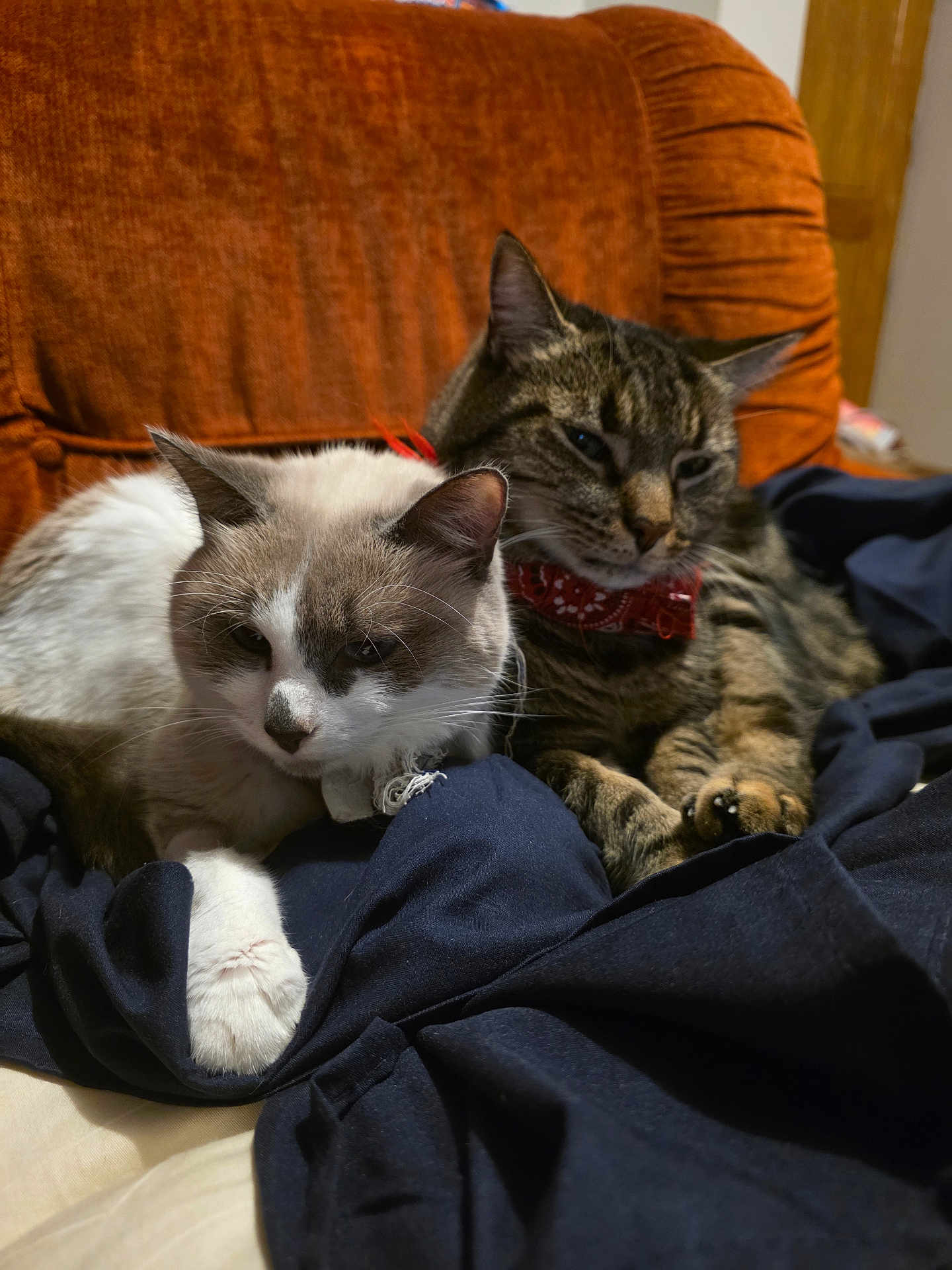 Gribouille Et Nuts a rejoint le concours — aidez-le/la à gagner de superbes lots ! cat, feline, pets, animal, cozy, indoor, resting, snuggling, fur, tabby, white_cat, collar, bandana, blanket, chair, closeup, cute, domestic, relaxed, companion