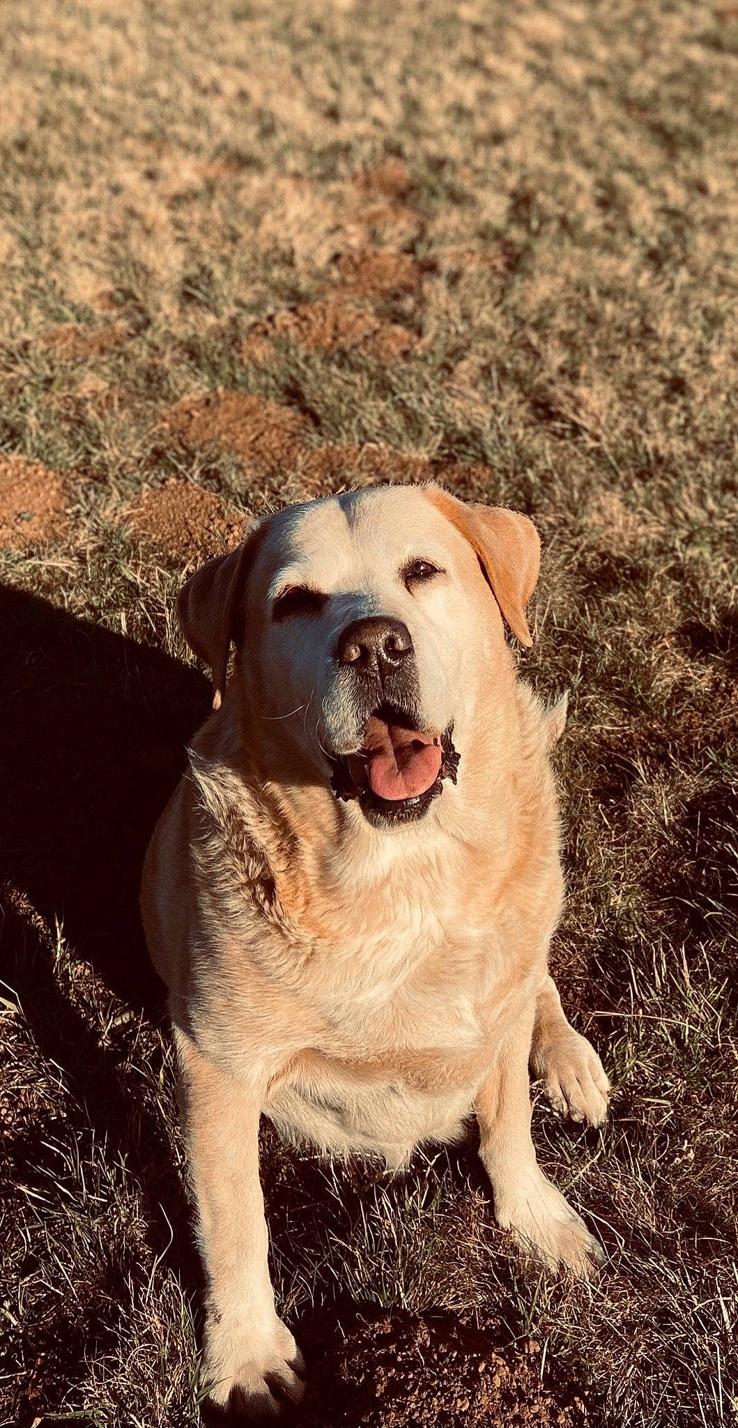 Helia participe au concours pour gagner de l'argent avec cette photo : canidae, carnivore, companion_dog, dog, dog_breed, fawn, grass, gun_dog, labrador_retriever, non_sporting_group, plant, puppy, soil, sporting_group, tail, terrestrial_animal, tree, whiskers, working_animal, working_dog