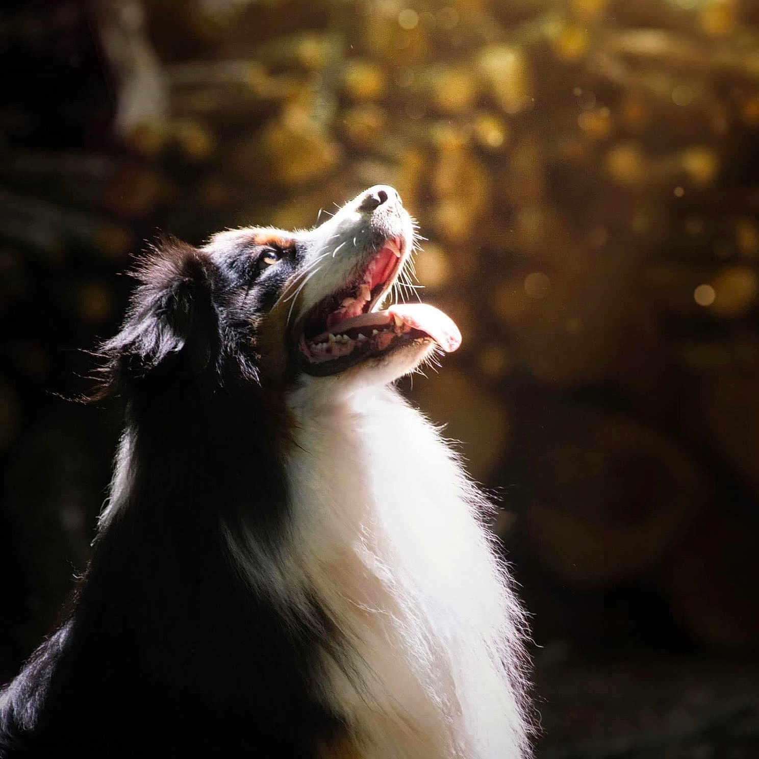 Rio participe au concours pour gagner de l'argent avec cette photo : animal, bodypart, canine, cockerspaniel, collie, dog, eskimodog, face, grass, head, hound, mouth, person, pet, photography, plant, portrait, puppy, snout, teeth
