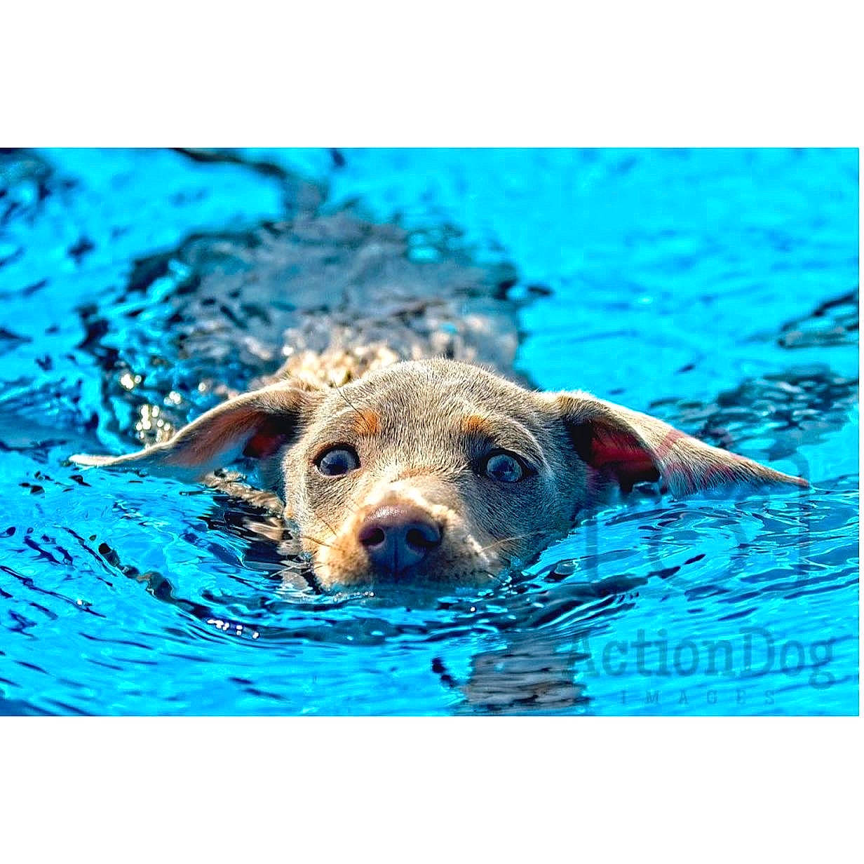 Julian joined the competition — help win amazing prizes! aqua, azure, blue, canidae, carnivore, companion_dog, dog, dog_breed, electric_blue, fawn, fluid, liquid, ocean, rectangle, snout, sporting_group, stock_photography, water, wildlife, working_animal