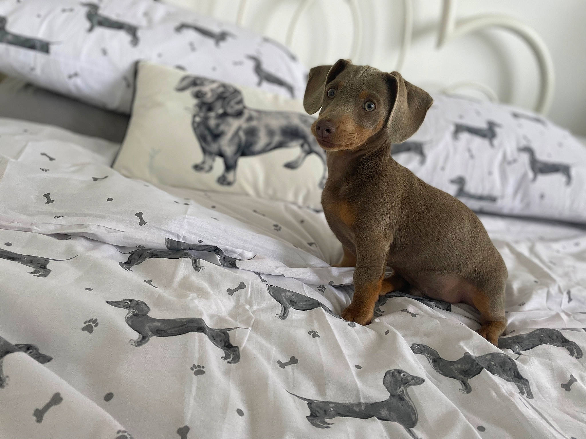Julian is registered to the contest to win money with this photo: bed, bedding, brown, canidae, carnivore, comfort, companion_dog, dog, dog_breed, fawn, grey, linens, liver, pattern, snout, sporting_group, terrestrial_animal, toy_dog, whiskers, working_animal