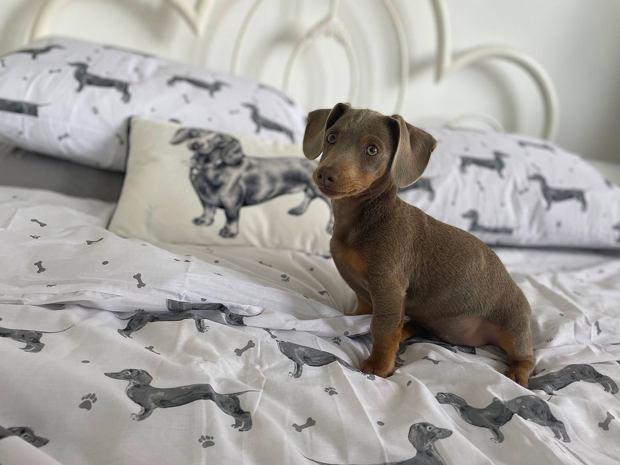 Julian joined the competition — help win amazing prizes! bedding, brown, carnivore, comfort, companion_dog, dog, dog_breed, fawn, linens, liver, sporting_group, tail, terrestrial_animal, toy_dog, whiskers, wood, working_animal