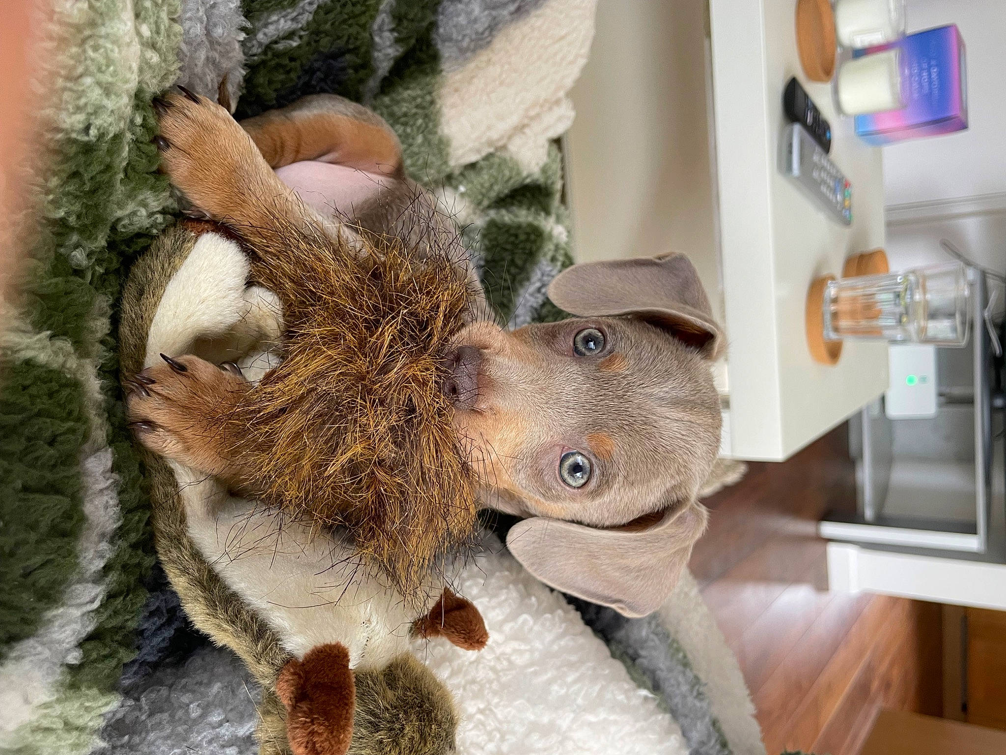 Julian is registered to the contest to win money with this photo: art, canidae, fawn, felidae, fur, fur_clothing, hare, hat, plant, plush, small_to_medium_sized_cats, snout, stuffed_toy, tail, terrestrial_animal, toy, vertebrate, whiskers, wood, wool