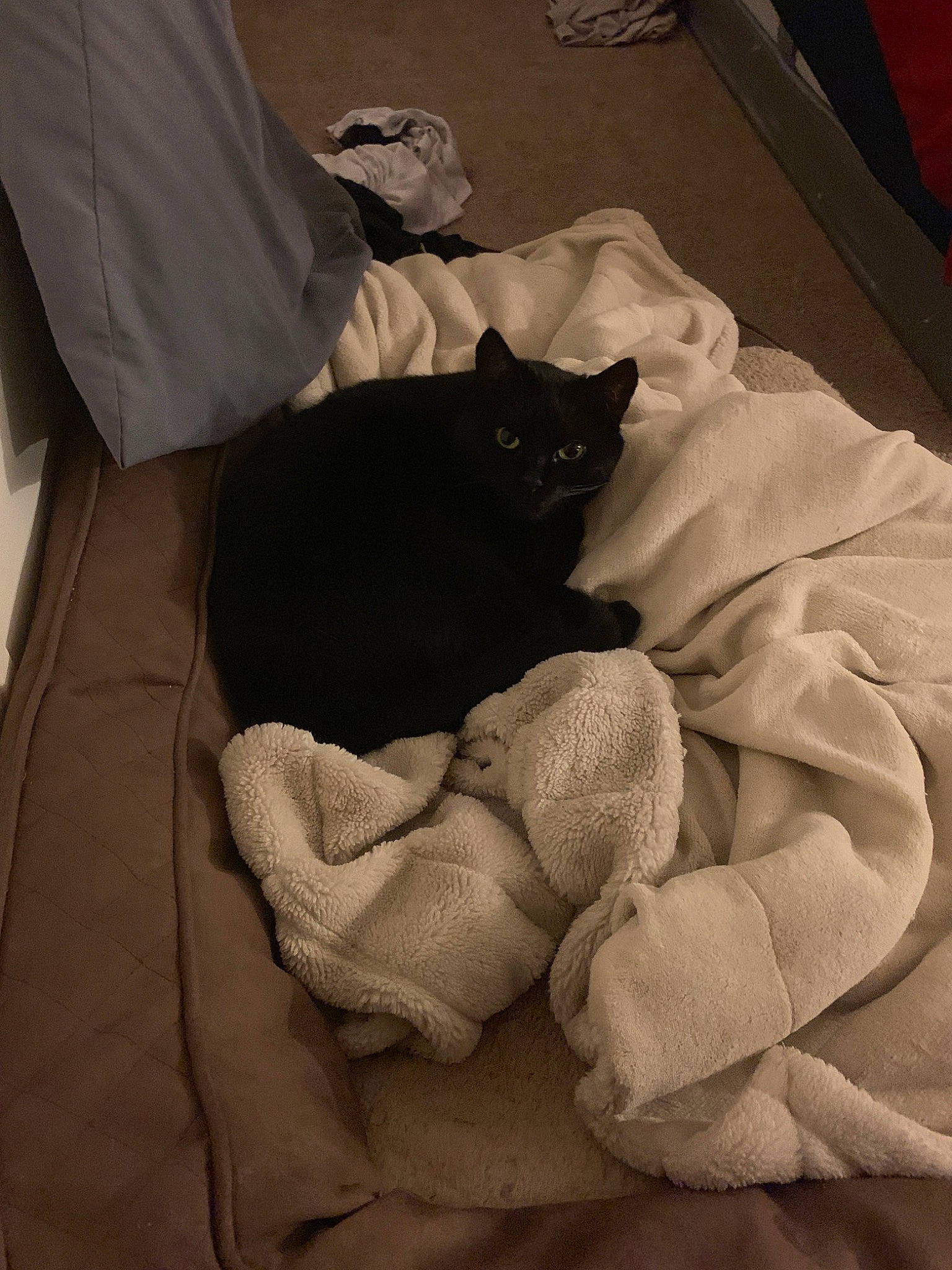 Jetta joined the competition — help win amazing prizes! bed_sheet, black_and_white, blanket, cat, comfort, felidae, linens, nap, sleep, small_to_medium_sized_cats