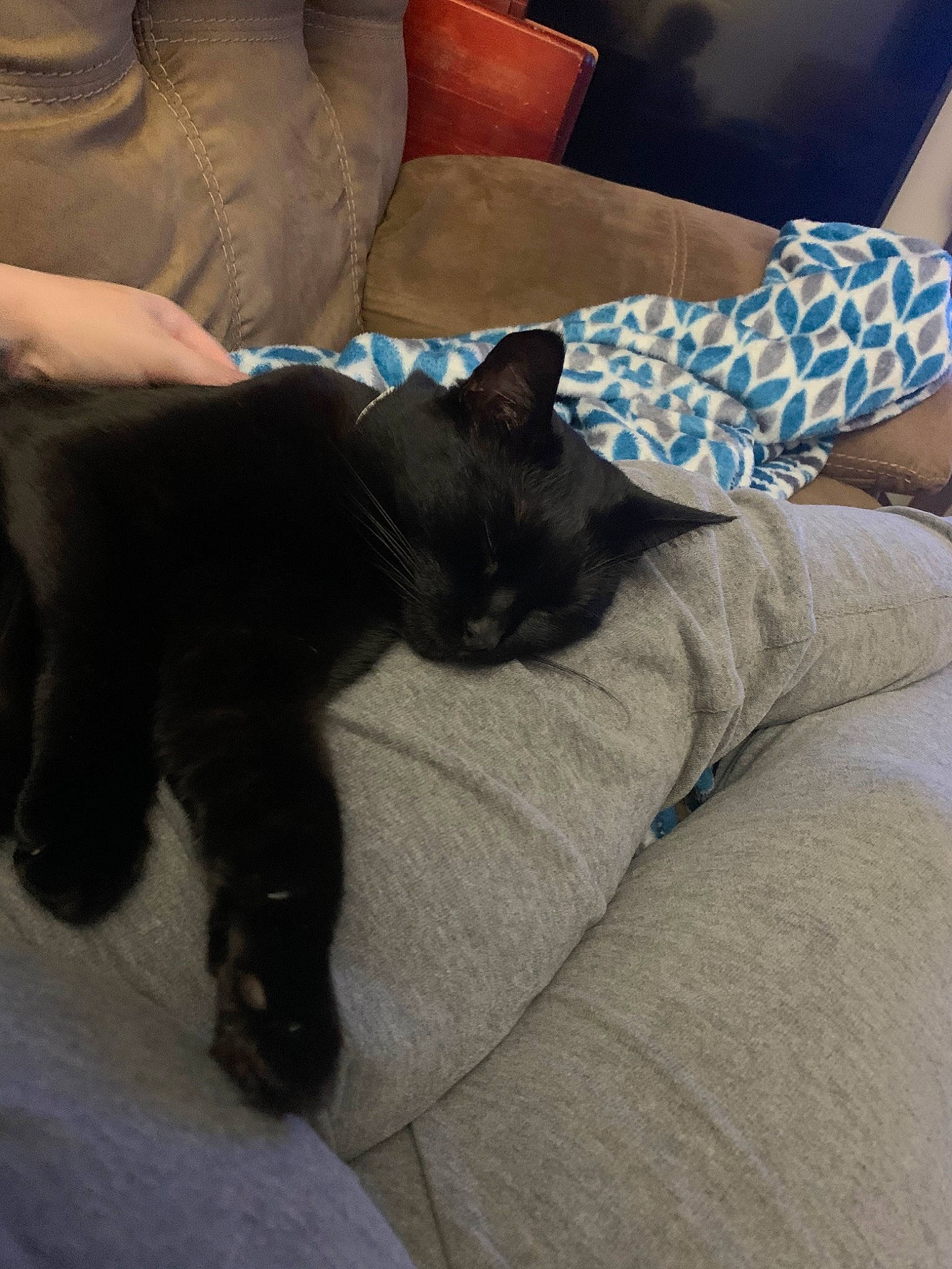 Jetta is registered to the contest to win money with this photo: asian, black_cat, burmese, carnivore, cat, comfort, fawn, felidae, kitten, leg, nap, small_to_medium_sized_cats, whiskers