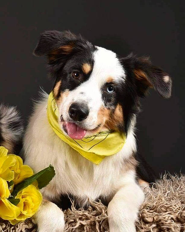 Thalya participe au concours pour gagner de l'argent avec cette photo : ball, canidae, carnivore, collar, companion_dog, dog, dog_breed, dog_collar, flower, fur, grass, happy, herding_dog, petal, plant, rose, smile, sporting_group, whiskers, working_dog