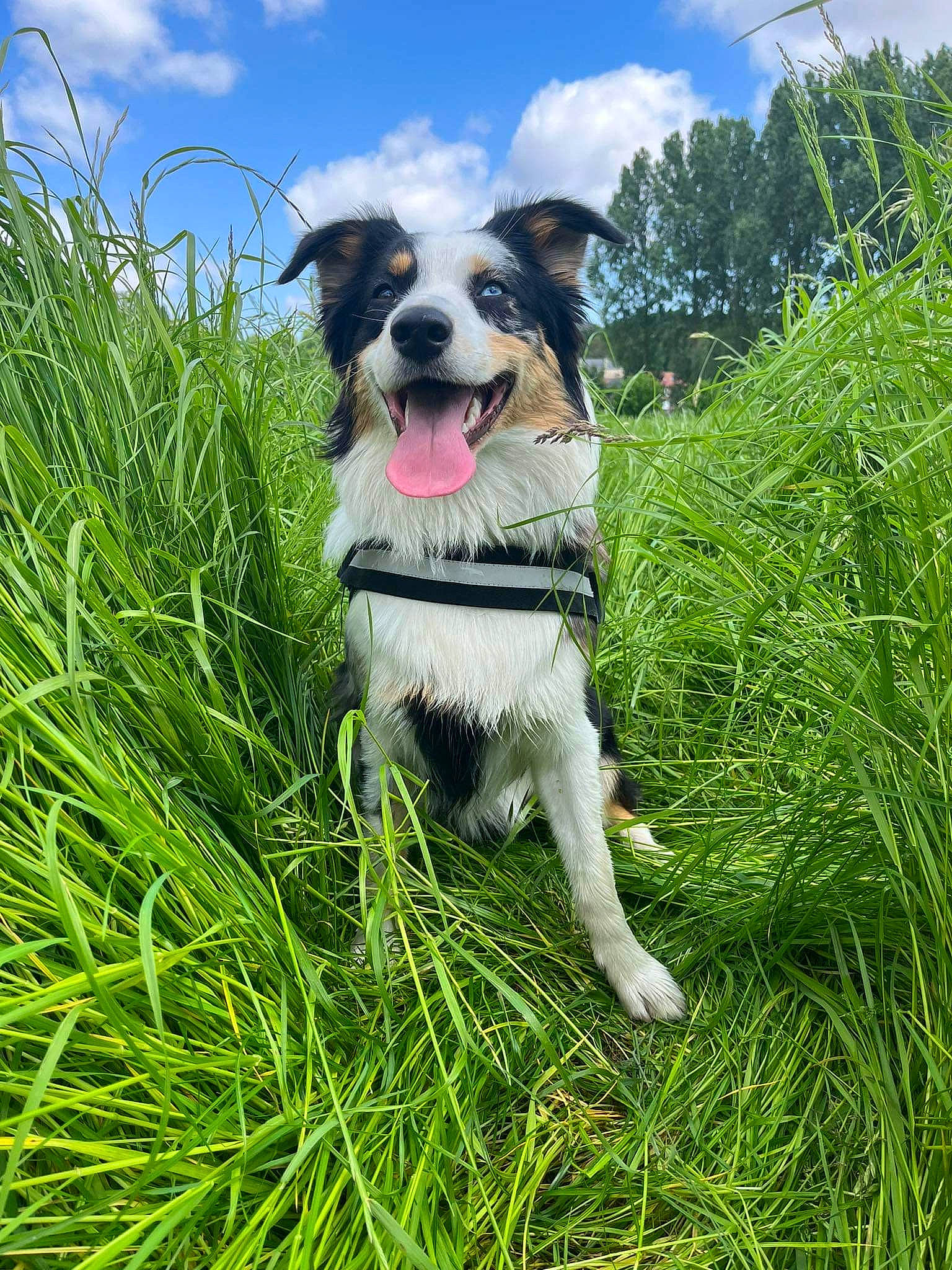 Thalya participe au concours pour gagner de l'argent avec cette photo : adventure, canidae, carnivore, cloud, collar, companion_dog, dog, dog_breed, dog_collar, grass, lawn, leash, plant, recreation, sky, sporting_group, terrestrial_plant, tree, whiskers, working_dog