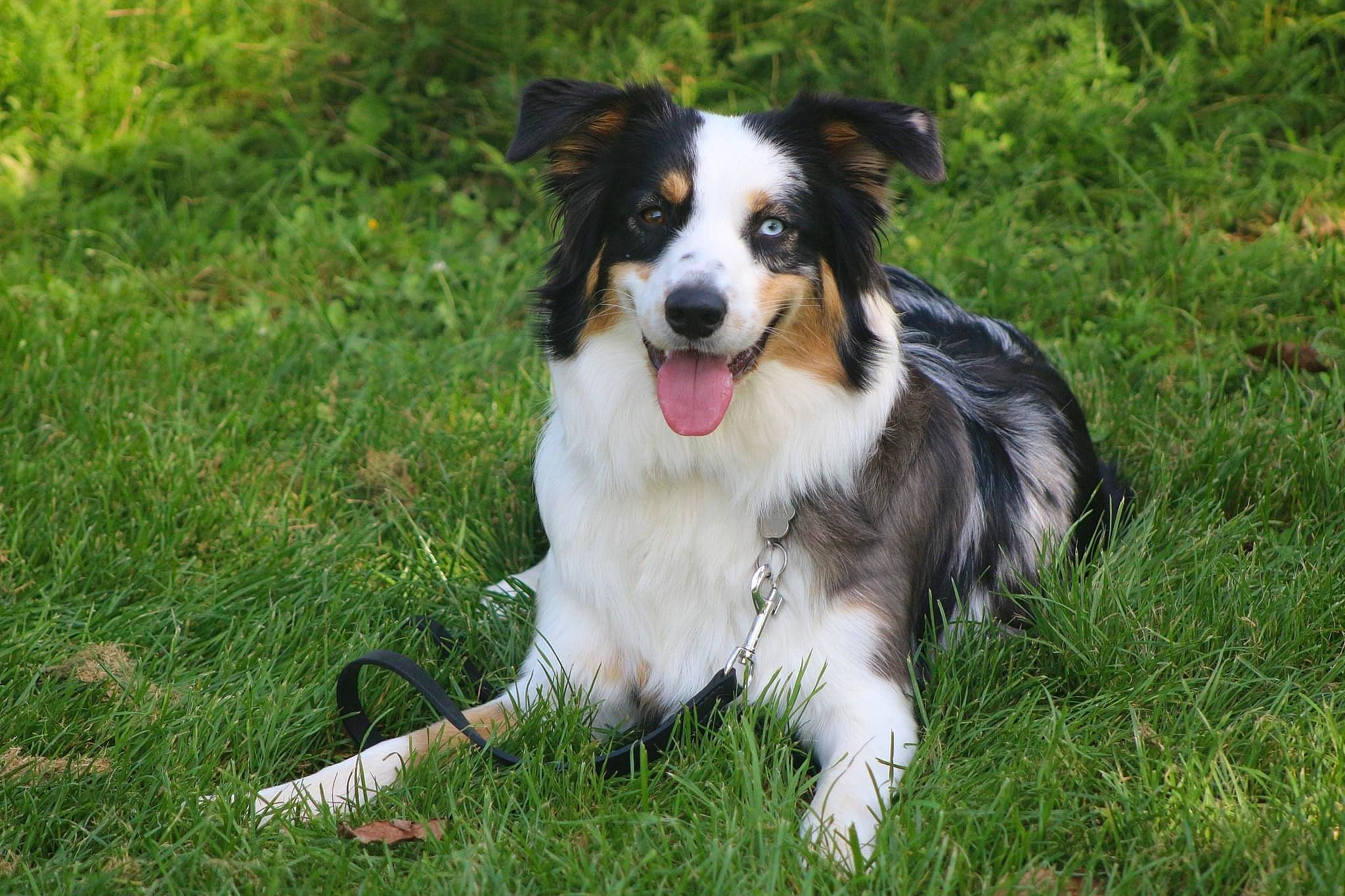 Thalya a rejoint le concours — aidez-le/la à gagner de superbes lots ! australian_collie, australian_shepherd, border_collie, canidae, carnivore, collie, companion_dog, dog, dog_breed, grass, herding_dog, plant, rough_collie, scotch_collie, sporting_group, working_dog