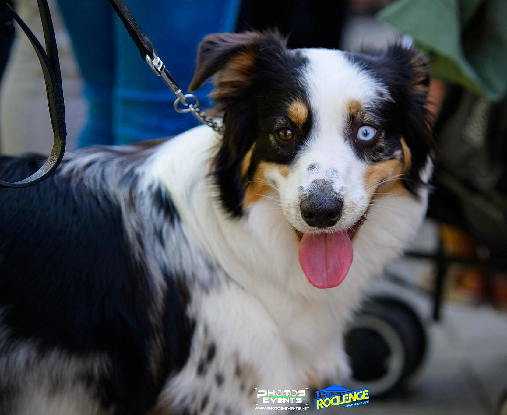 Thalya participe au concours pour gagner de l'argent avec cette photo : australian_collie, australian_shepherd, border_collie, canidae, carnivore, collar, companion_dog, dog, dog_breed, fur, herding_dog, plant, puppy, snout, sporting_group, toy_dog, whiskers, working_dog