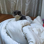 Oscars participe au concours pour gagner de l'argent avec cette photo : cat, comforter, blanket, wooden_floor, curtain, fluffy, gray_cat, white_cat, indoor, cozy, pet, furniture, fabric, folded_blanket, household, relaxing, fur, animal, domestic, resting
