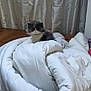 cat, comforter, blanket, wooden_floor, curtain, fluffy, gray_cat, white_cat, indoor, cozy, pet, furniture, fabric, folded_blanket, household, relaxing, fur, animal, domestic, resting