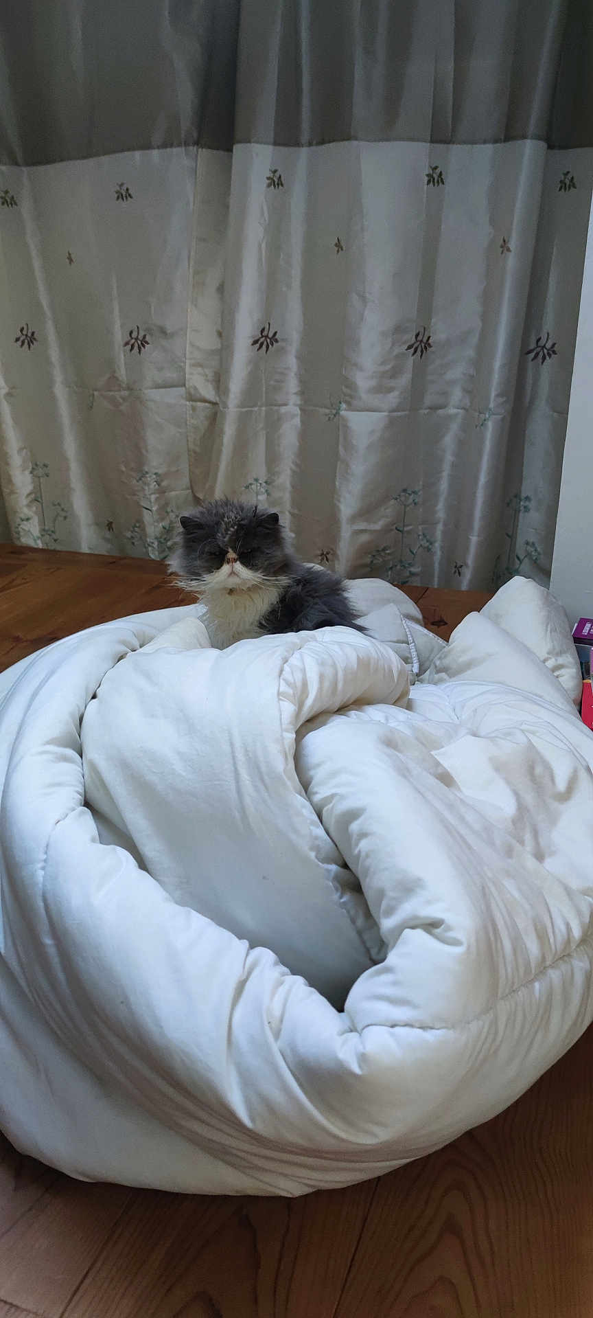 Oscars participe au concours pour gagner de l'argent avec cette photo : cat, comforter, blanket, wooden_floor, curtain, fluffy, gray_cat, white_cat, indoor, cozy, pet, furniture, fabric, folded_blanket, household, relaxing, fur, animal, domestic, resting