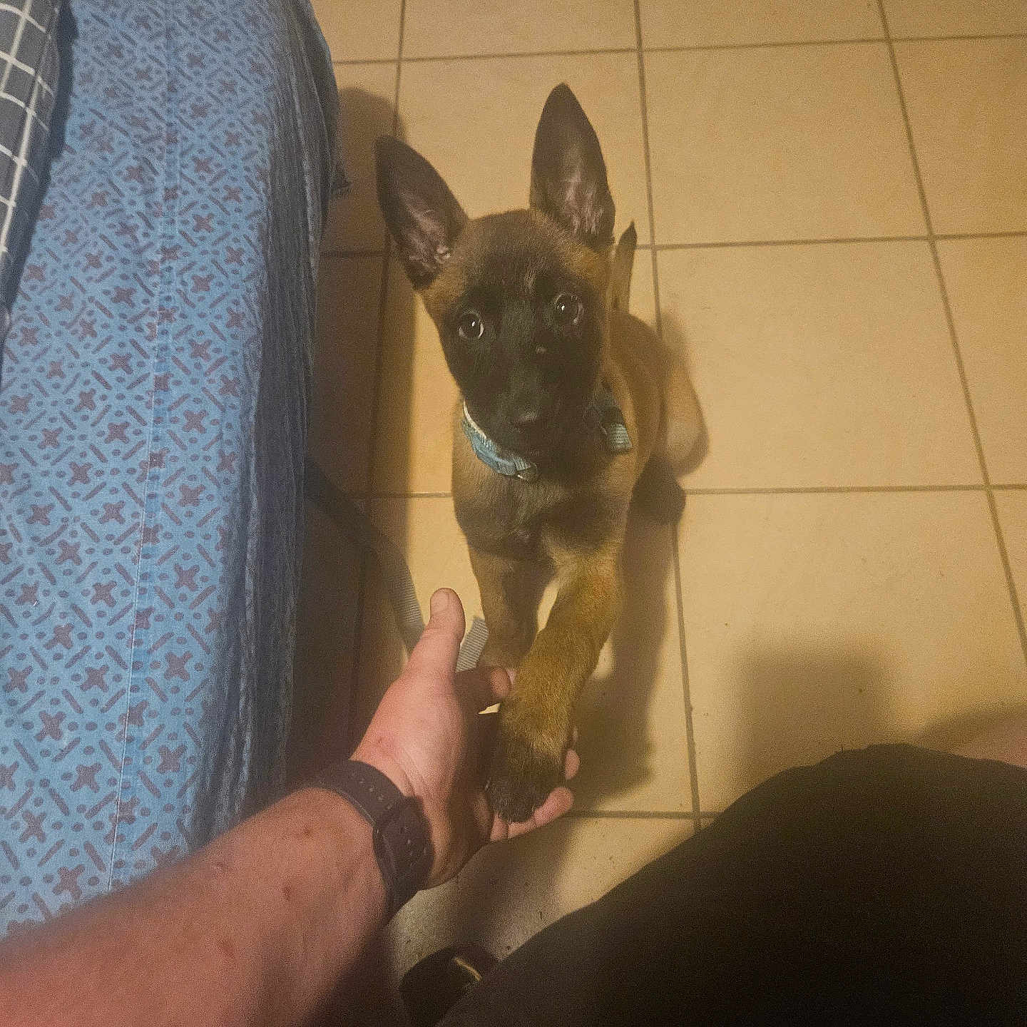 Cataleya participe au concours pour gagner de l'argent avec cette photo : adult, animal, bodypart, bulldog, canine, cat, chihuahua, couch, dog, finger, frenchbulldog, furniture, hand, indoors, interiordesign, male, man, person, pet, puppy