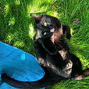 Orville is registered to the contest to win money with this photo: animal, black_cat, blue_towel, cat, cheeky, feline, fur, grass, greenery, nature, outdoor, paw, pet, playful, relaxed, sunlight, sunny_day, tail, tongue_out, whiskers